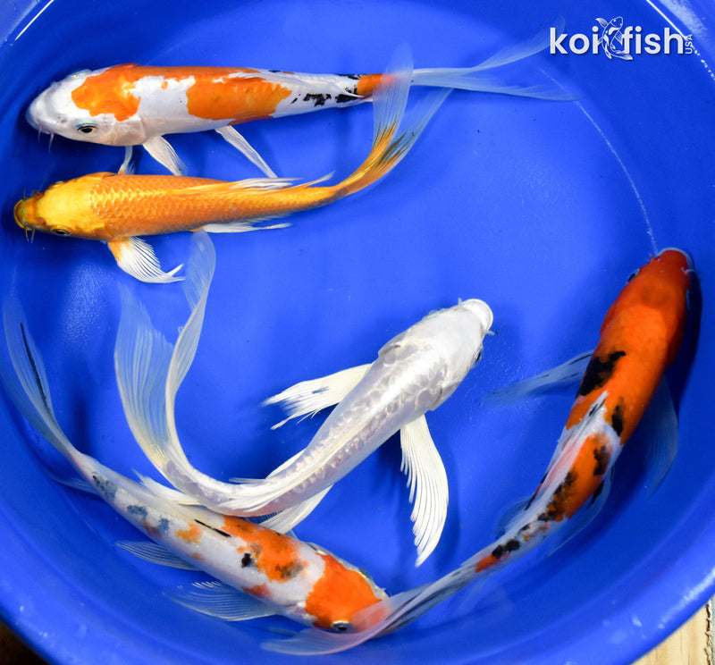 LOT OF (5) ASSORTED 7-8" BUTTERFLY KOI