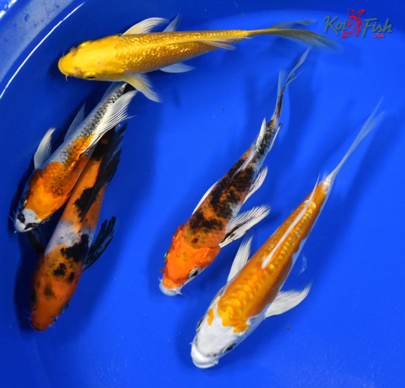 Lot of (5) 4-5" Assorted Butterfly Koi