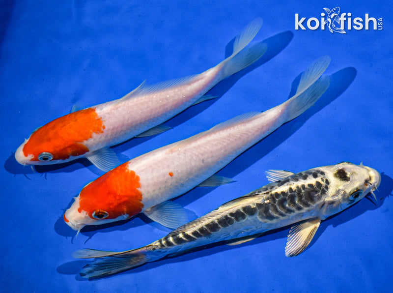 Pack Of (3) 6-7" Standard Koi