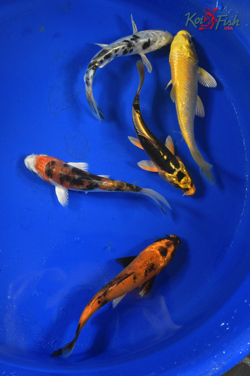 KOI PACK