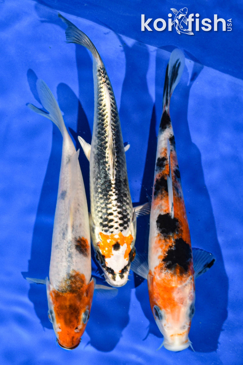 PACK OF (3) 6-7" STANDARD KOI