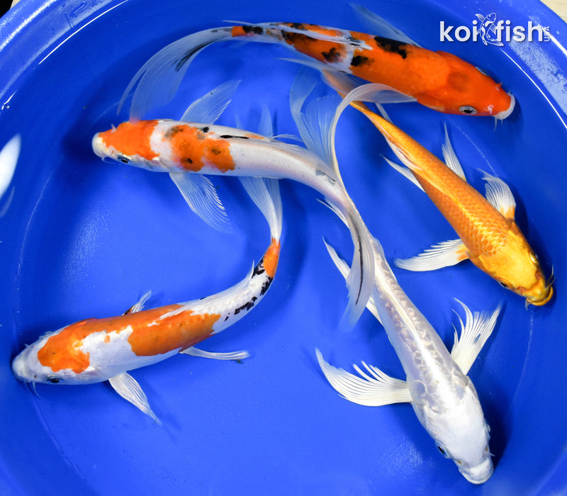 LOT OF (5) ASSORTED 7-8" BUTTERFLY KOI