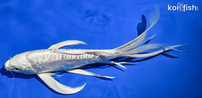 9.5" DOITSU PLATINUM OGON BUTTERFLY