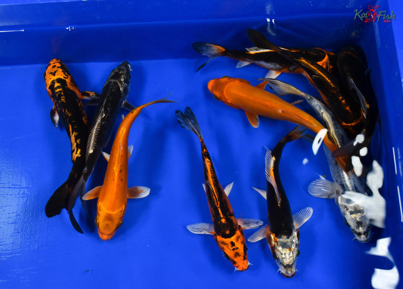 LOT OF (10) 5-6" ASSORTED KOI