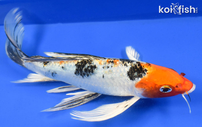 9" YAMATO NISHIKI BUTTERFLY