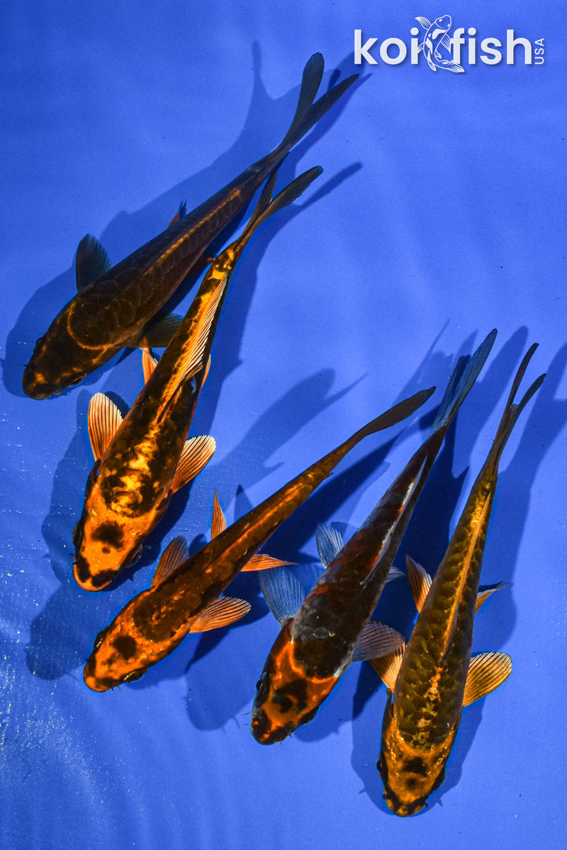 Pack of (5) 5-6" Standard Koi