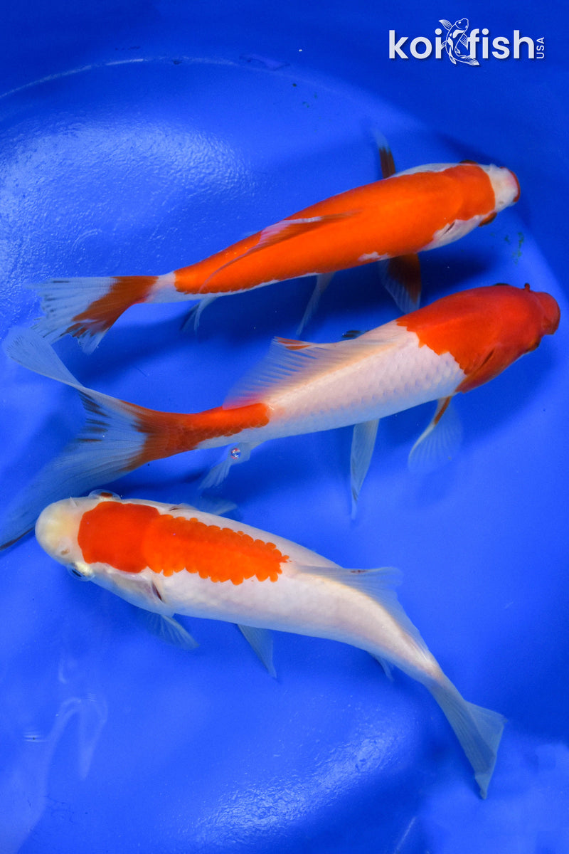 EXACT FISH - LOT OF (3) 6-7" SARASA GOLDFISH