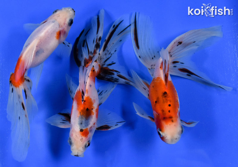 Exact Fish - Lot of (3) 4-6" Fantail Goldfish