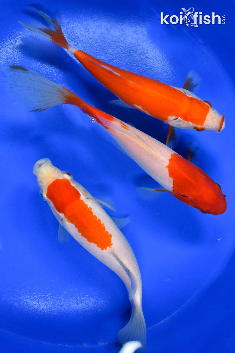 EXACT FISH - LOT OF (3) 6-7" SARASA GOLDFISH