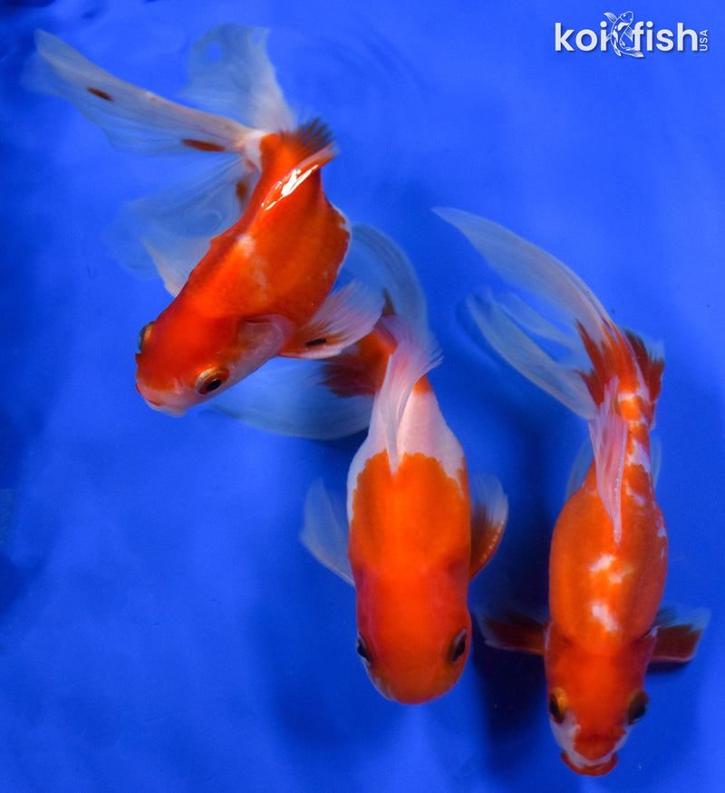 EXACT FISH - LOT OF (3) 4-6" FANTAIL GOLDFISH