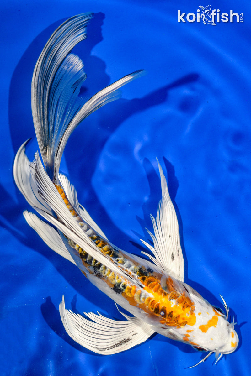 9" HEISEI NISHIKI BUTTERFLY