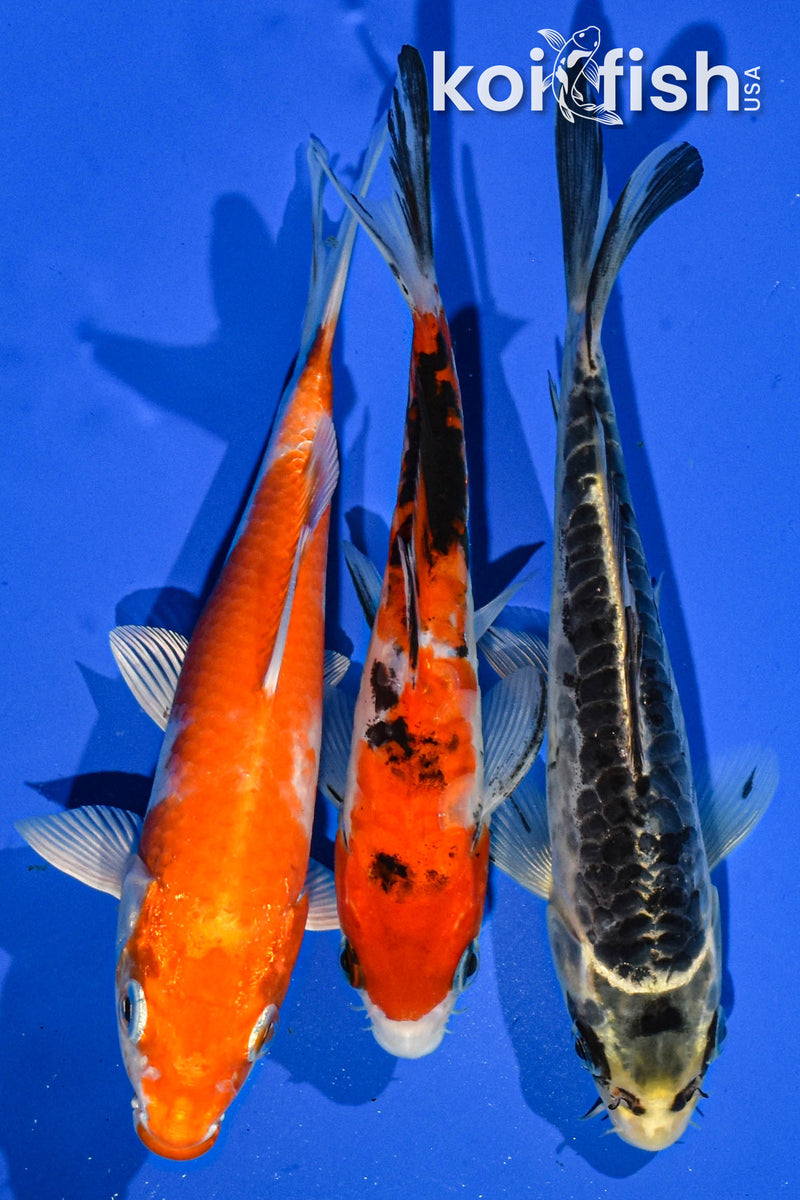 Pack of (3) 6-7" Standard Koi