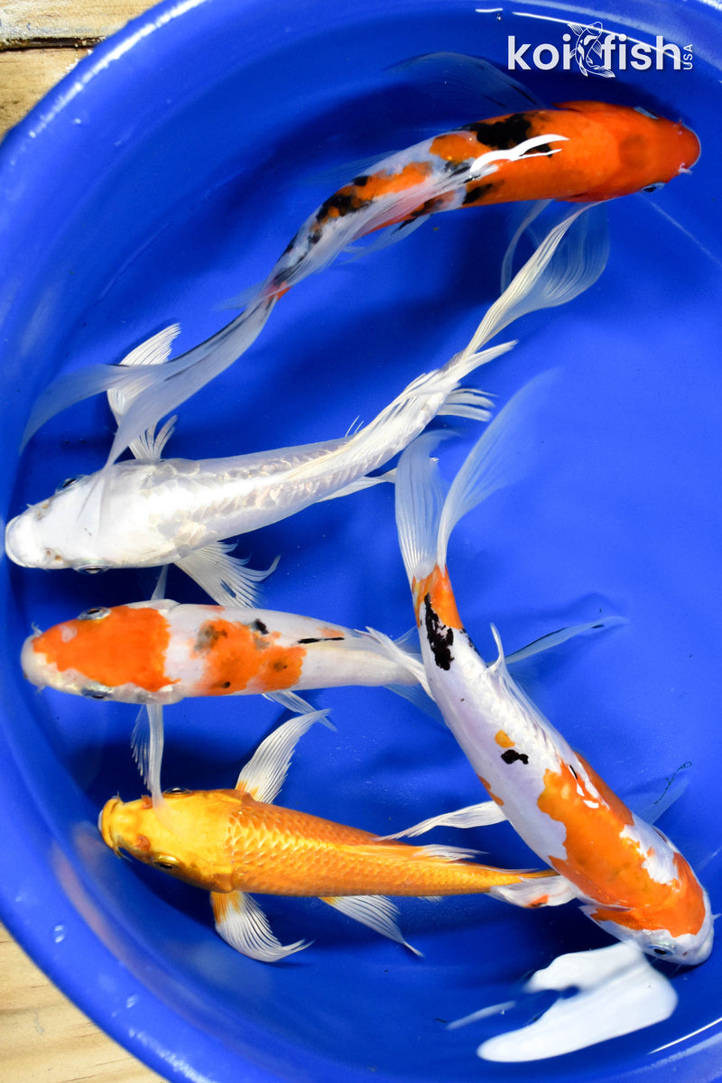 LOT OF (5) ASSORTED 7-8" BUTTERFLY KOI