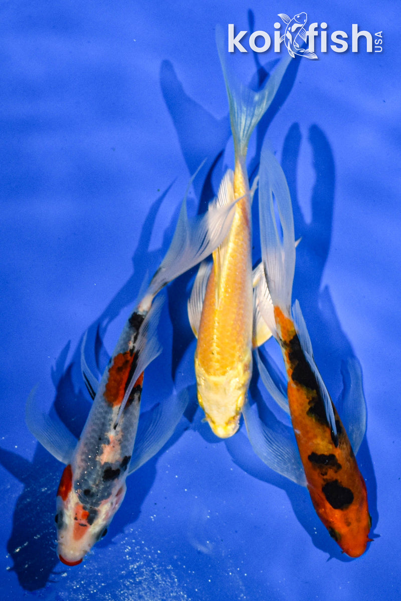 PACK OF (3) 5" BUTTERFLY KOI