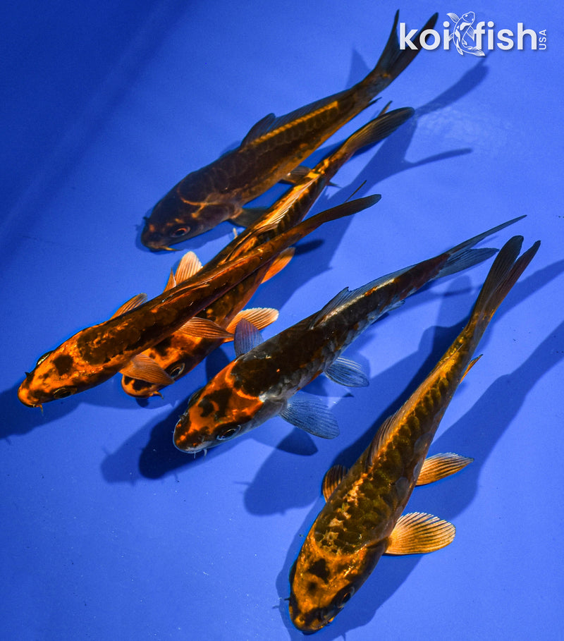 Pack of (5) 5-6" Standard Koi