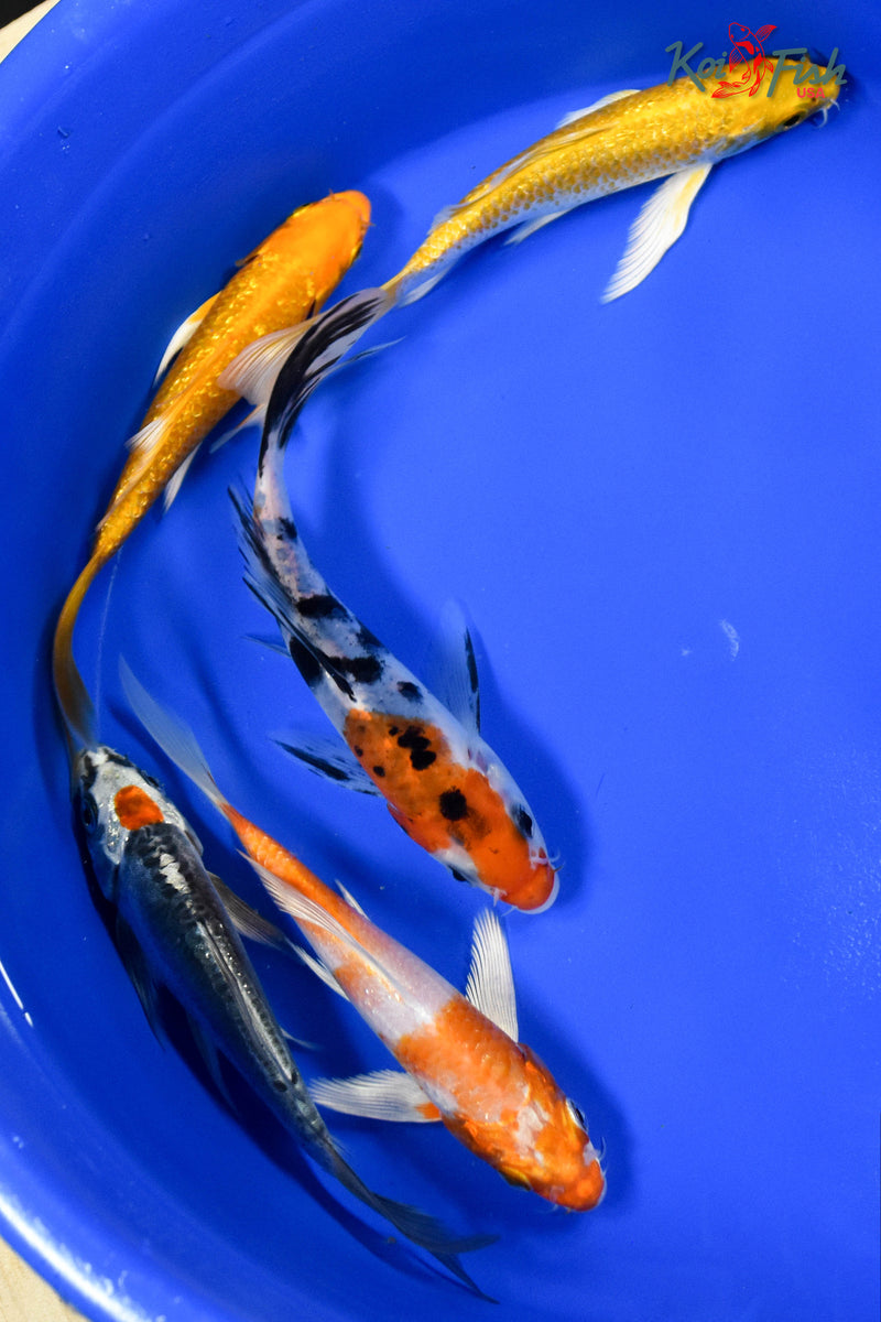 Lot of (5) 4-5" Assorted Butterfly Koi