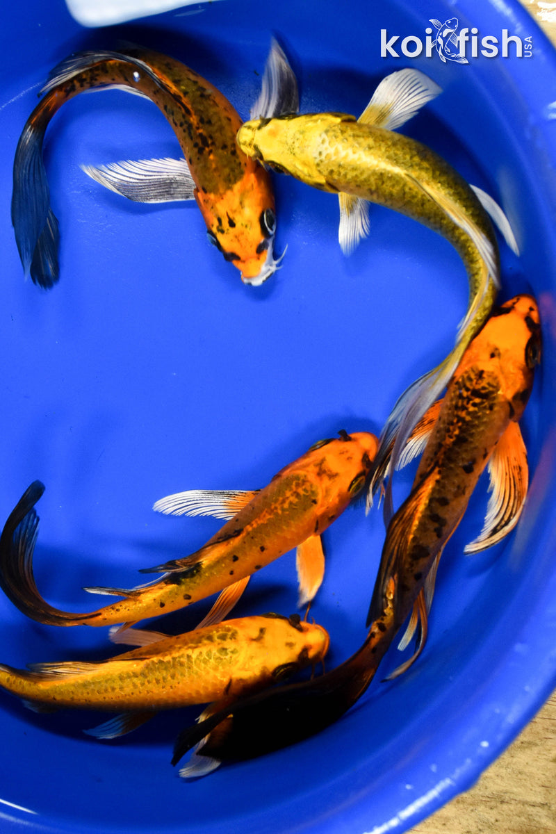 LOT OF (5) ASSORTED 7-8" MATSUBA BUTTERFLY KOI