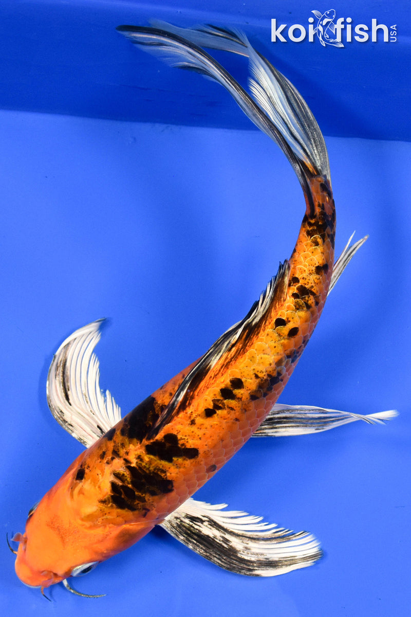 9.5" ORENJI BEKKO BUTTERFLY