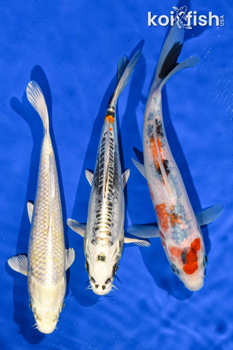 Pack Of (3) 6-7" Standard Koi