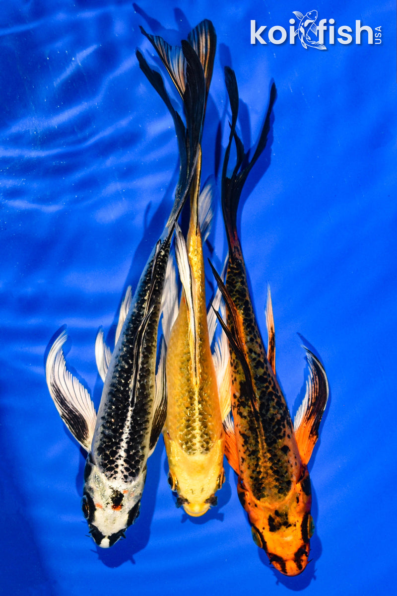 (3) 6-7" BUTTERFLY KOI