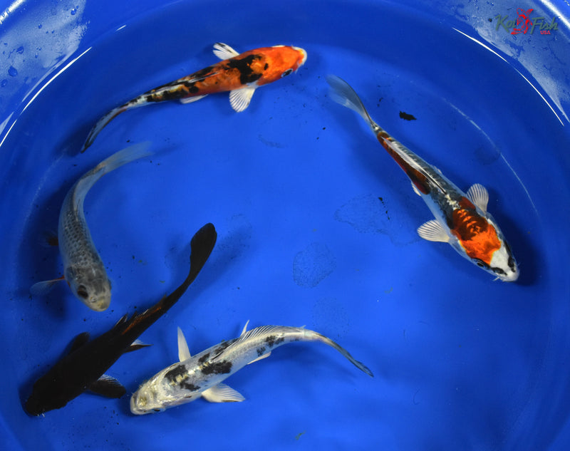 KOI PACK