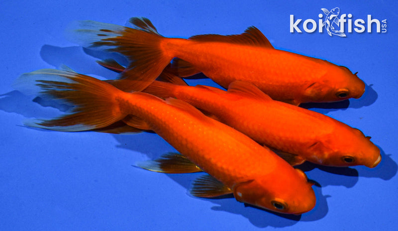 PACK OF (3) 6" WAKIN GOLDFISH