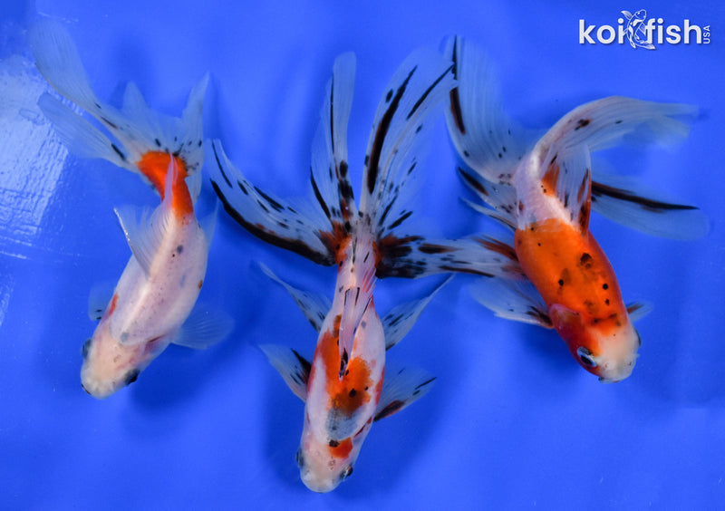 Exact Fish - Lot of (3) 4-6" Fantail Goldfish