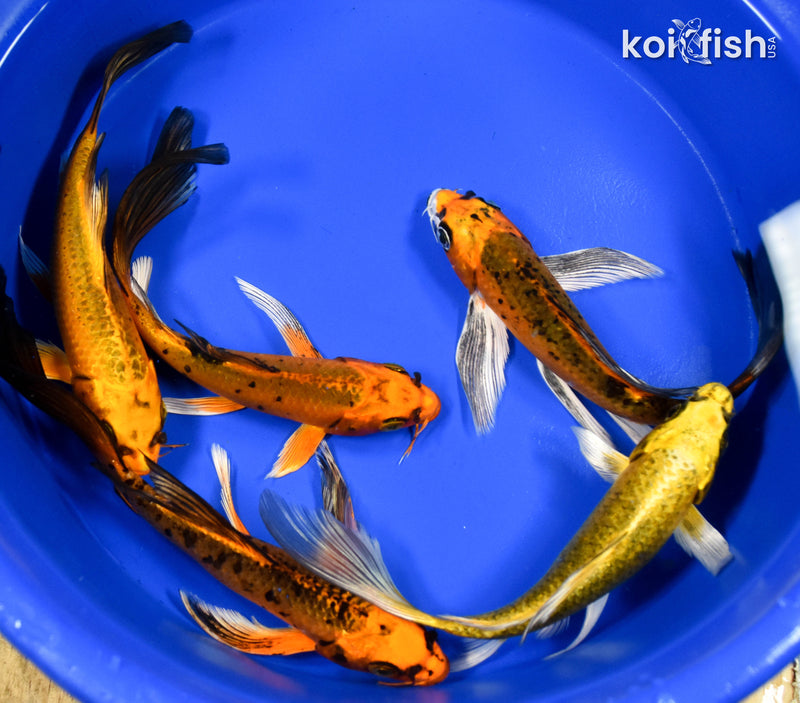 LOT OF (5) ASSORTED 7-8" MATSUBA BUTTERFLY KOI