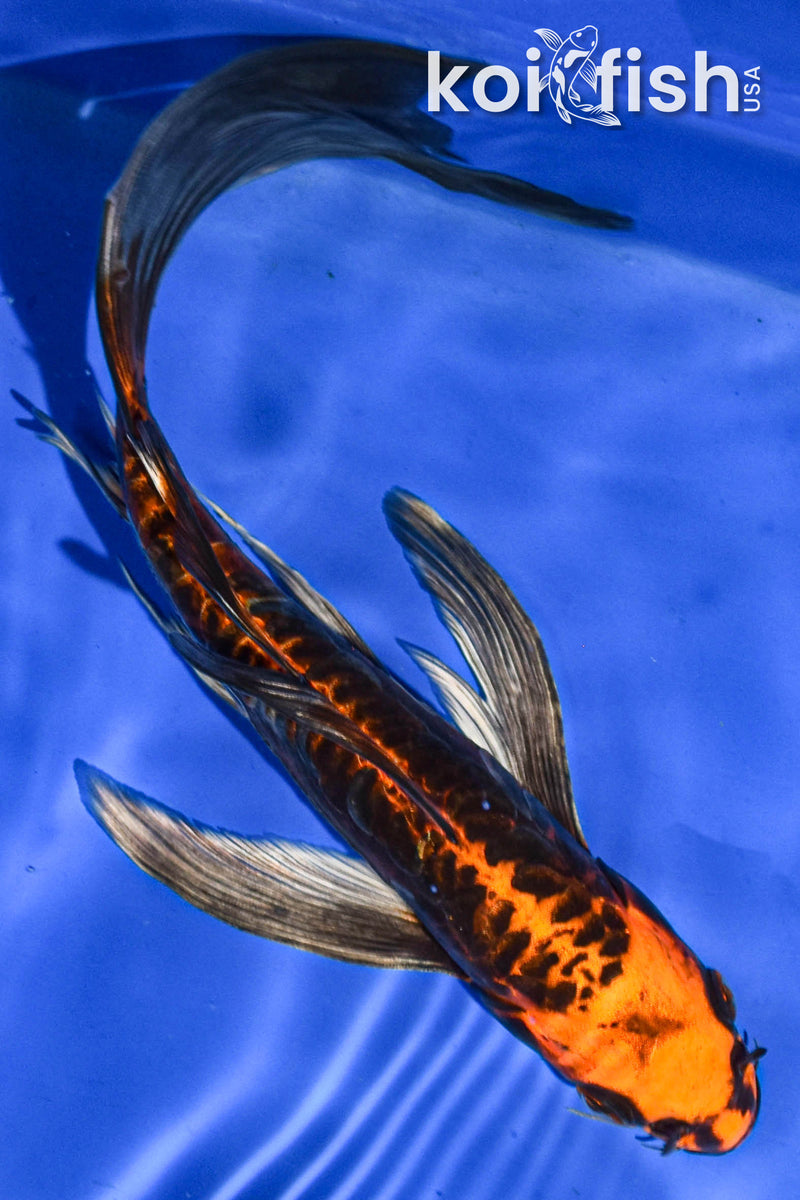 9.5" DOITSU ORENJI MATSUBA BUTTERFLY