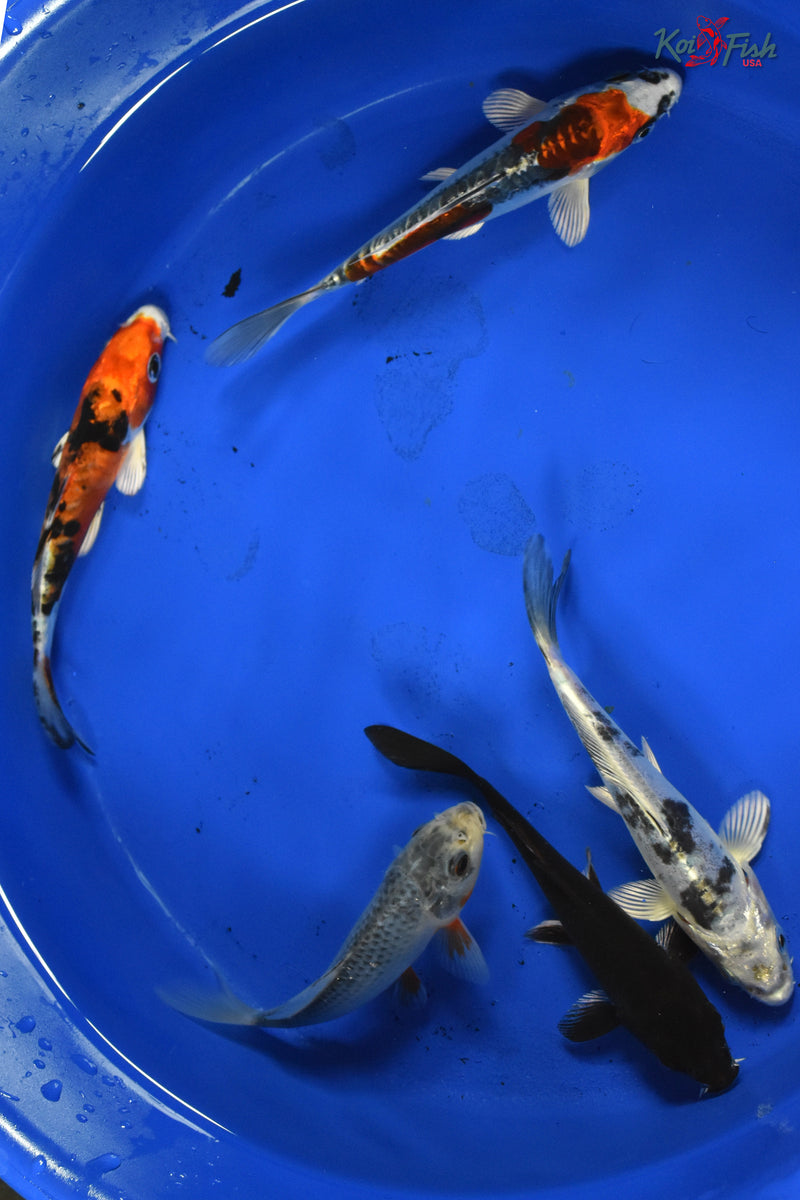 KOI PACK