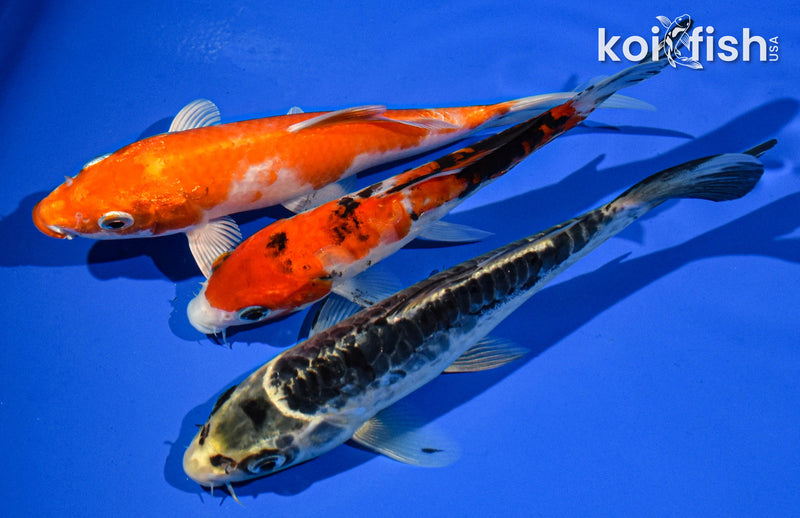 Pack of (3) 6-7" Standard Koi