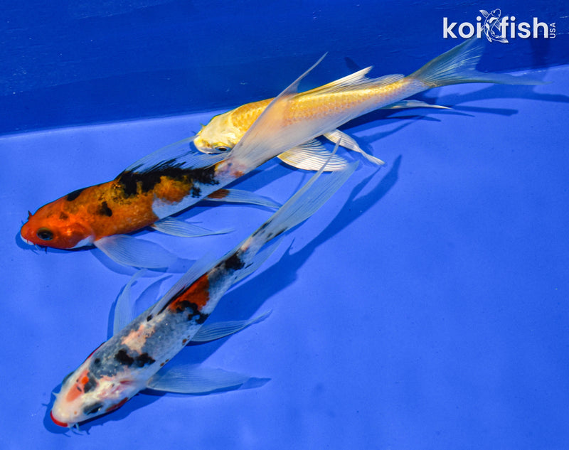 PACK OF (3) 5" BUTTERFLY KOI