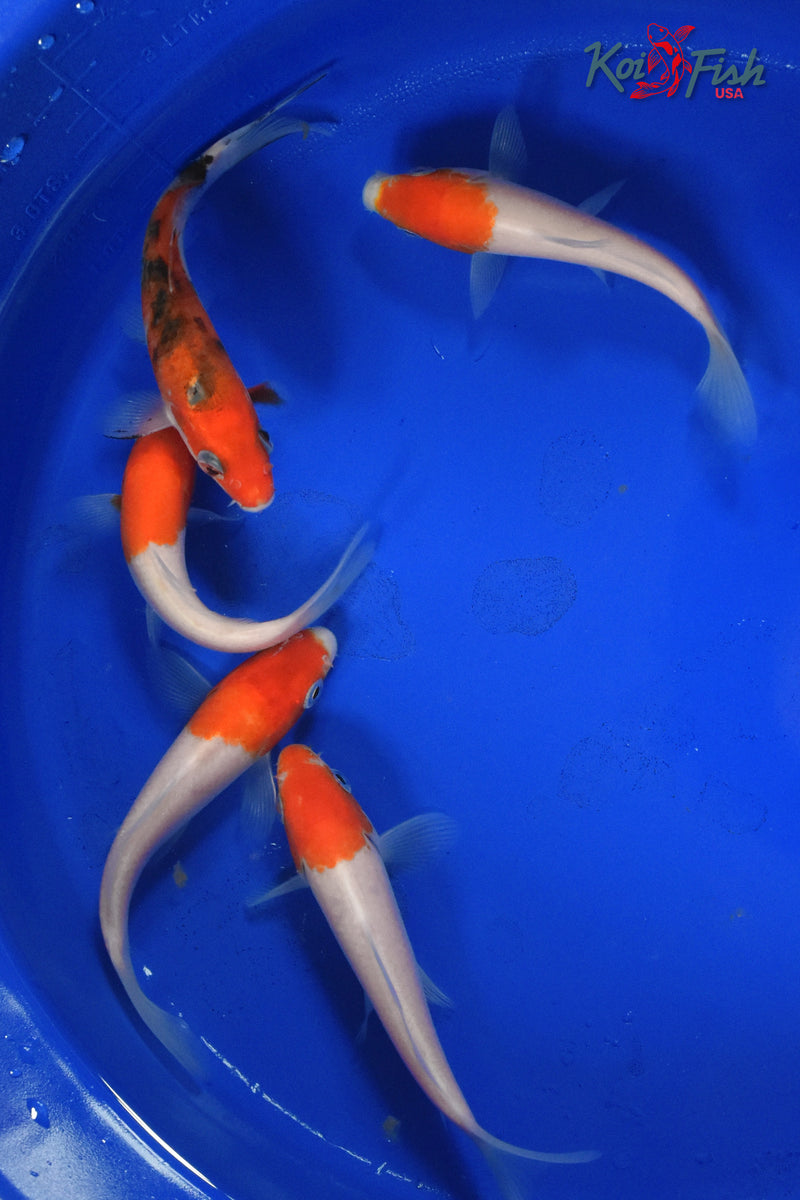 KOI PACK