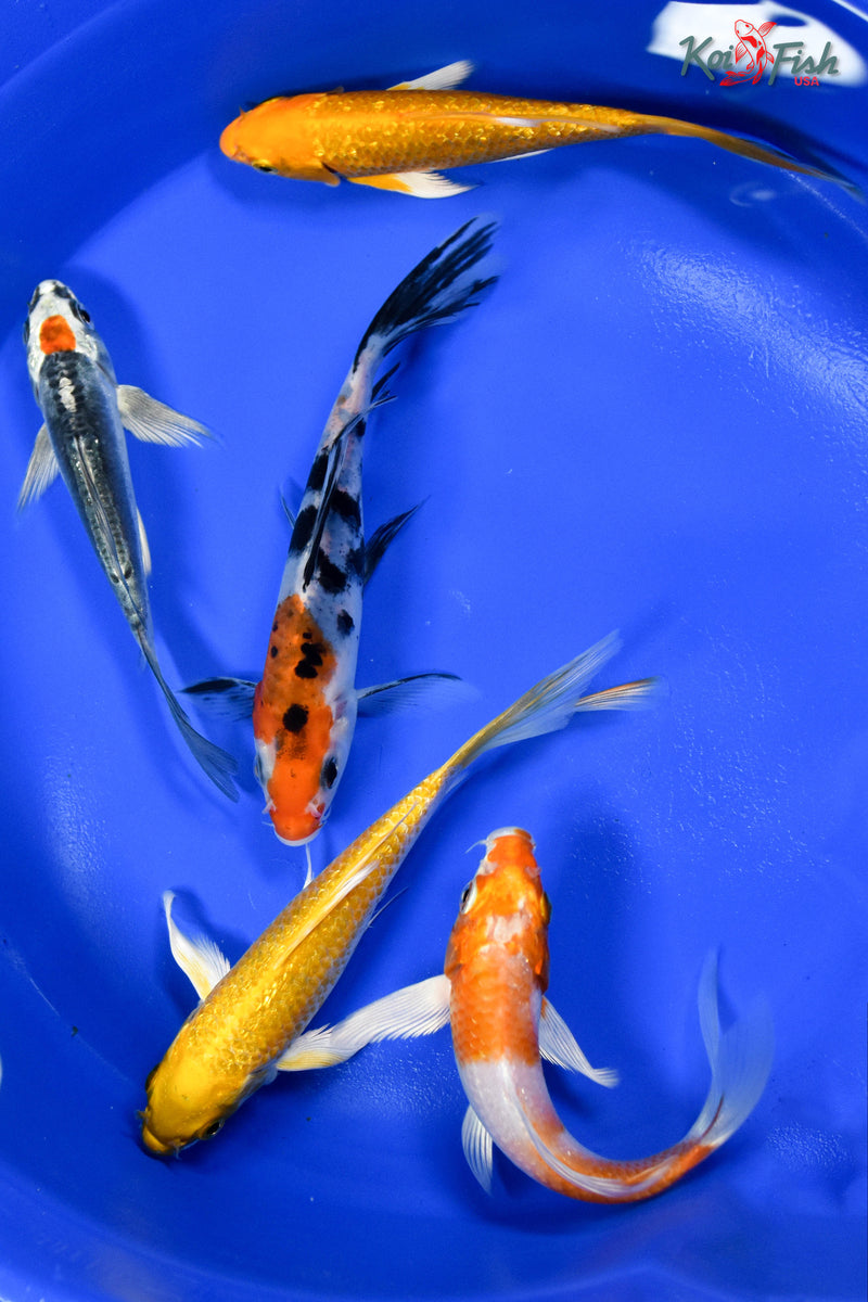 Lot of (5) 4-5" Assorted Butterfly Koi