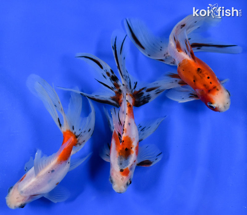 Exact Fish - Lot of (3) 4-6" Fantail Goldfish