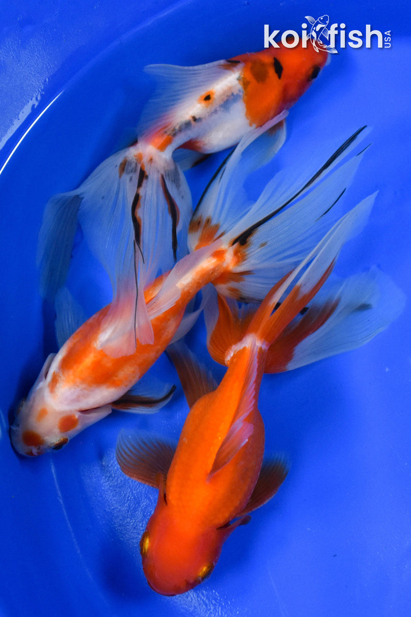 EXACT FISH - LOT OF (3) 5-6" FANTAIL GOLDFISH