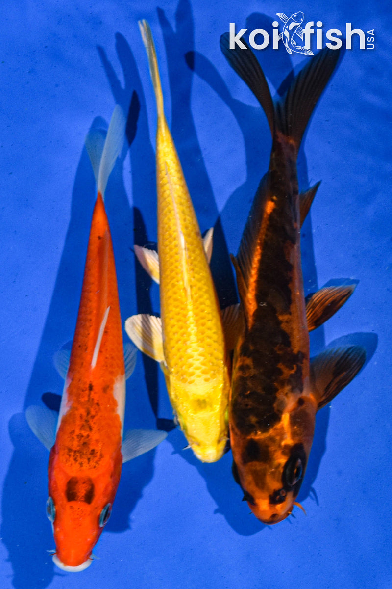 PACK OF (3) 5-6" STANDARD KOI