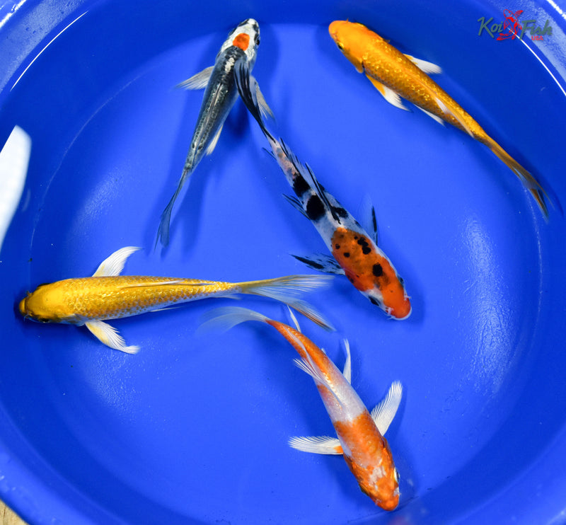 Lot of (5) 4-5" Assorted Butterfly Koi