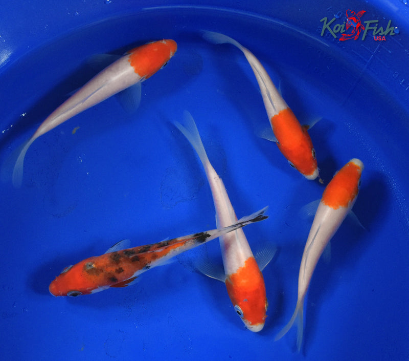 KOI PACK