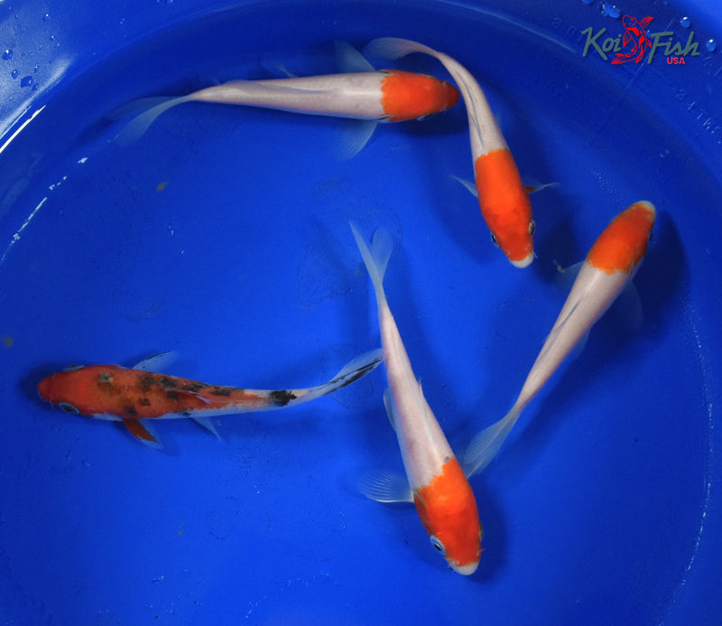 KOI PACK