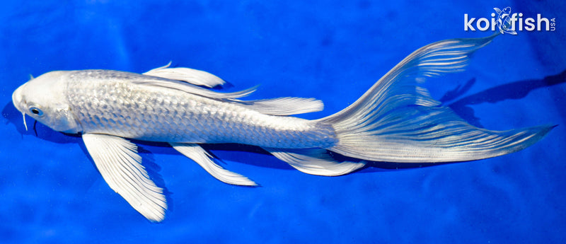 9" GINRIN PLATINUM OGON BUTTERFLY