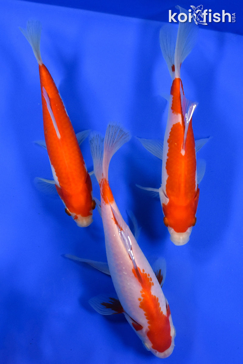 Exact Fish - Lot of (3) 4-6" Sarasa Comet Goldfish