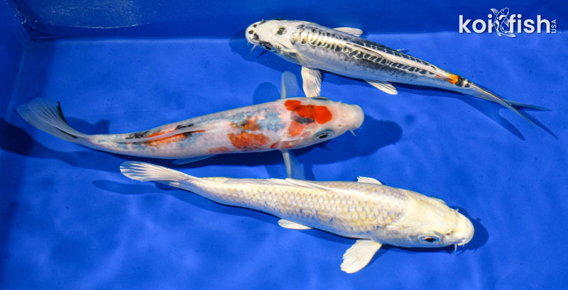 Pack Of (3) 6-7" Standard Koi