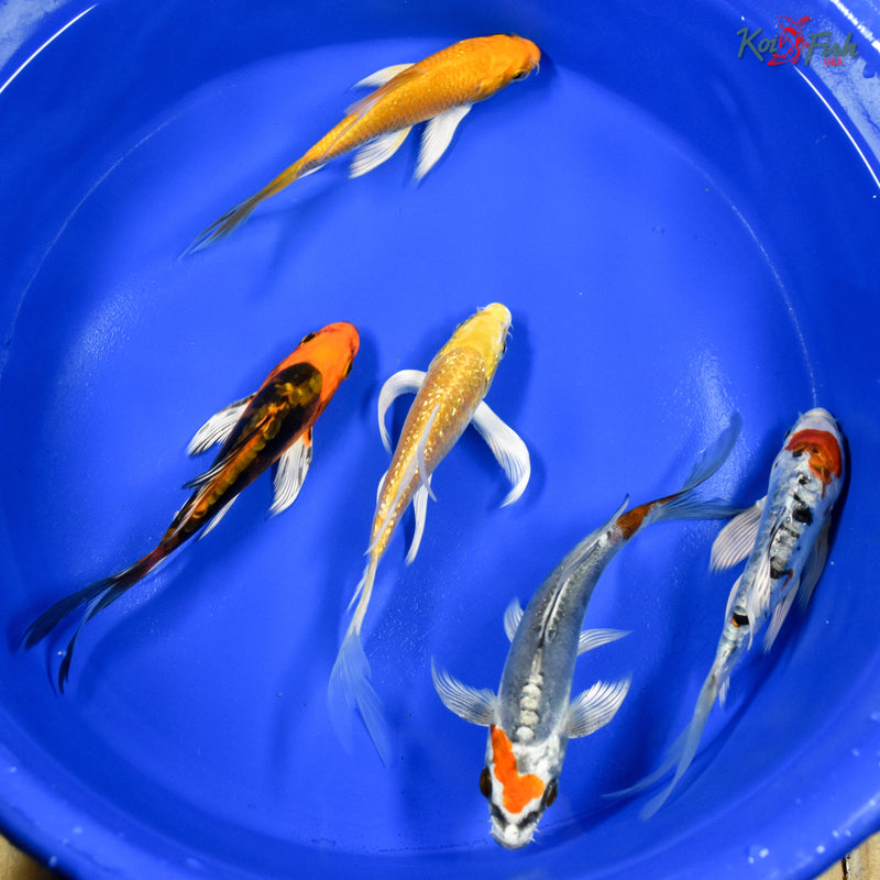 Lot of (5) 4-5" Assorted Butterfly Koi