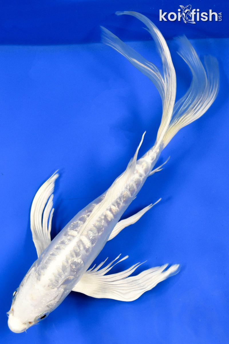 9.5" DOITSU PLATINUM OGON BUTTERFLY