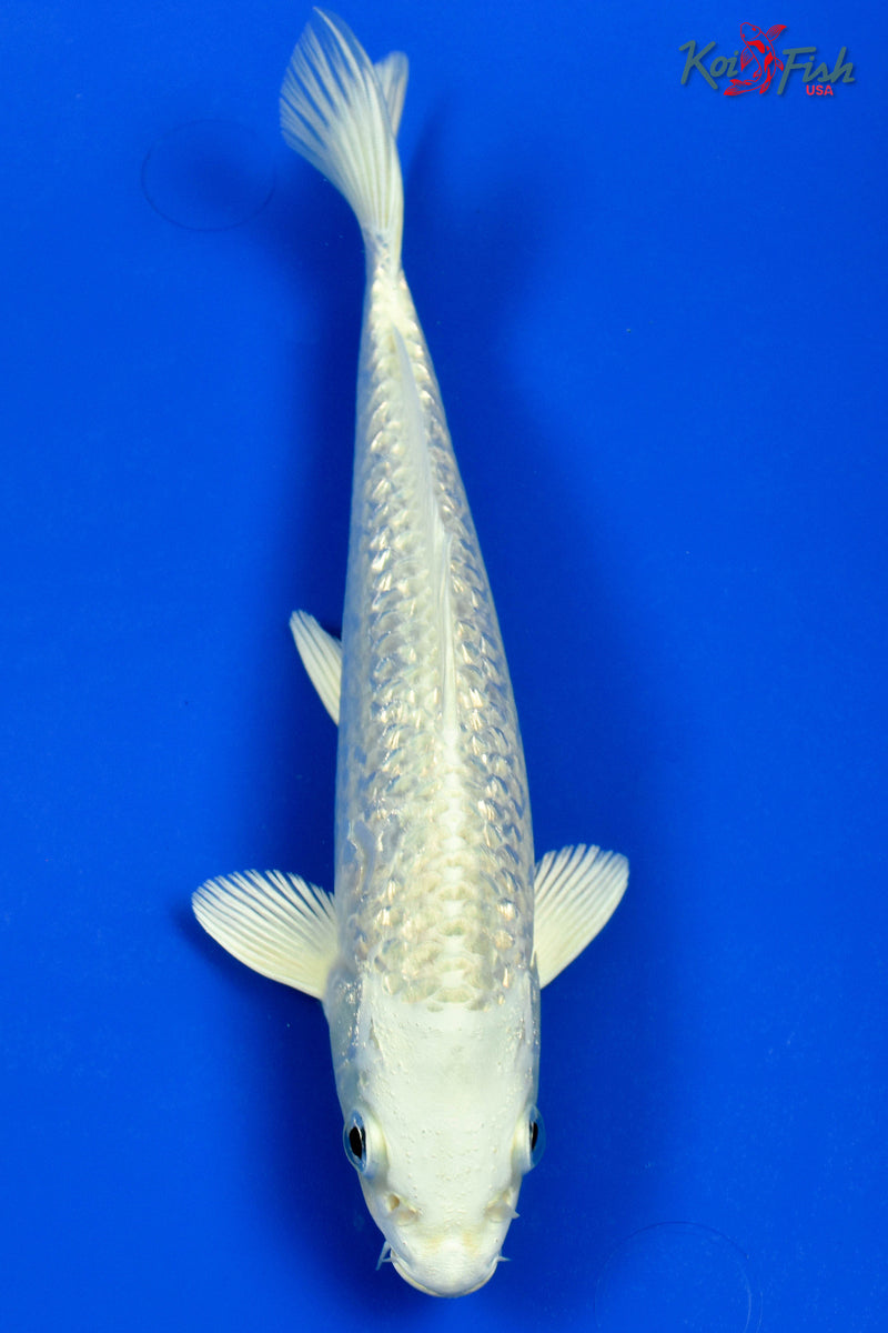 9" GINRIN PLATINUM OGON