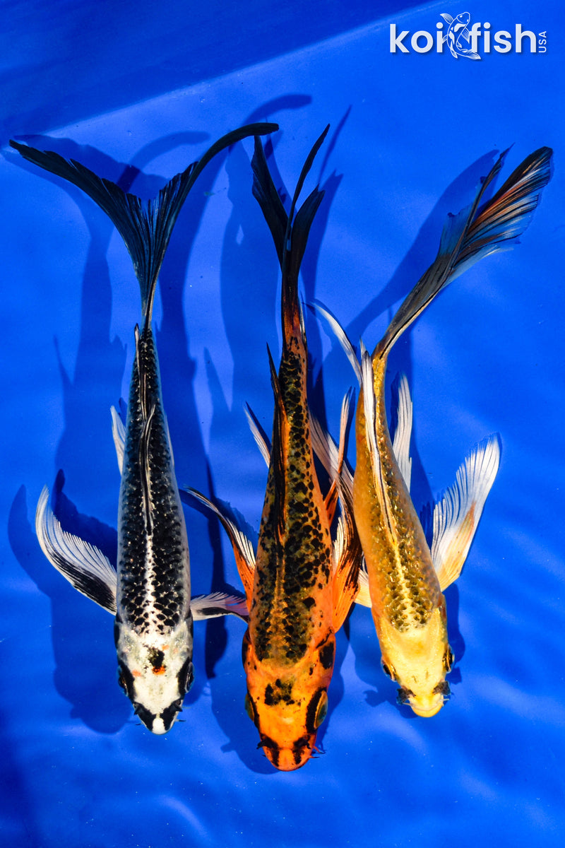 (3) 6-7" BUTTERFLY KOI