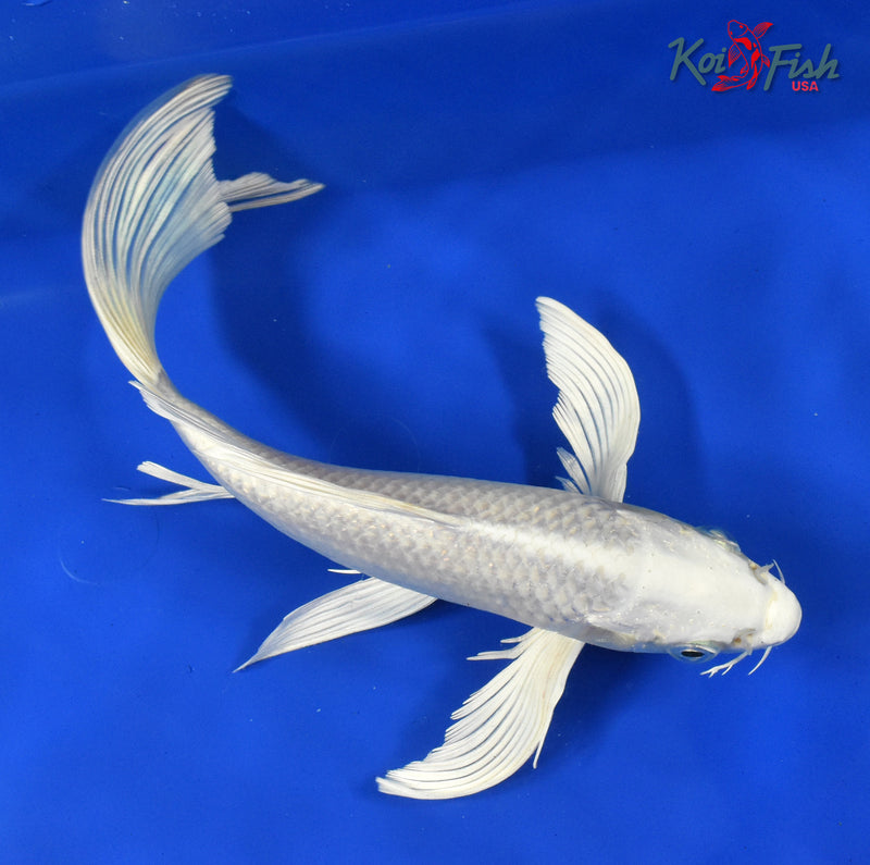 9.5" PLATINUM OGON BUTTERFLY