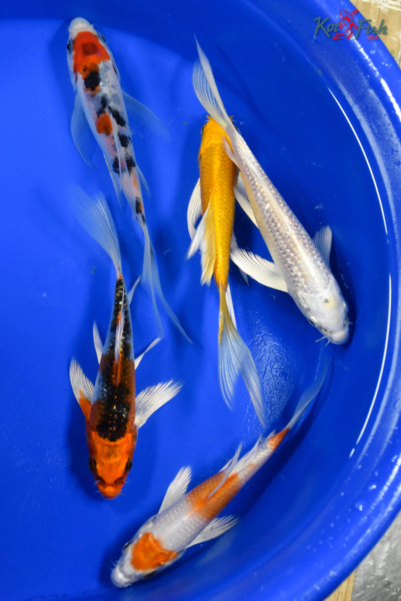 LOT OF (5) 4-5" ASSORTED BUTTERFLY KOI