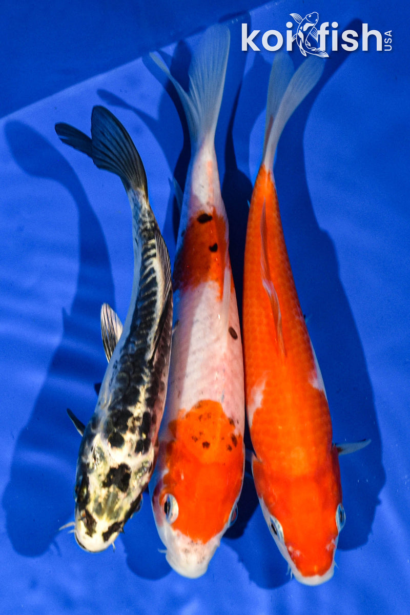 Pack of (3) 6-7" Standard Koi